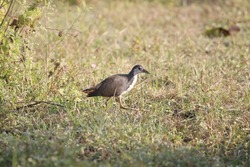 View of White Breasted Waterhen Searching for food