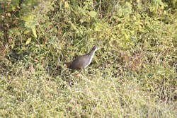 View of White Breasted Waterhen Searching for food