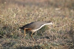 Close up view of White Breasted Waterhen