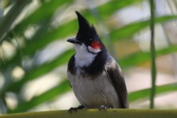 The red-whiskered bulbul (Pycnonotus jocosus), or crested bulbul, is a passerine bird native to Asia. It is a member of the bulbul family.