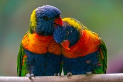 Detail hi-res shot of two Coconut lorikeets or green-naped lorikeets, Trichoglossus haematodus, cuddling on a tree bench. Beautiful colorful parrot native to Indonesia, Australia, Papua New Guinea.