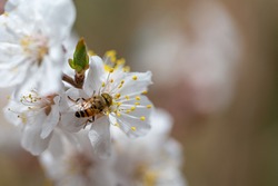 Beautiful branch of blossoming cherry, macrotexture. Beautiful texture of flowers in nature, a Hoverfly - flower fly - on a flower. Natural background. Desktop wallpapers, spring card
