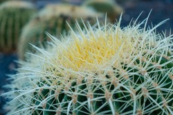 cactus plant closeup, cactus plant macro outdoor