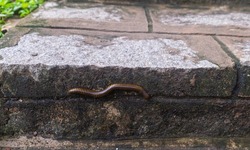 Millipedes (the name 