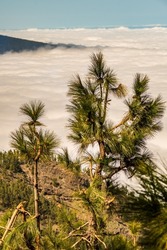 Landscape with pine trees and clouds on the island of Tenerife.