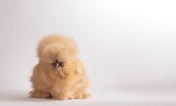 Buff Silkie Bantam on white background with CopySpace for design
