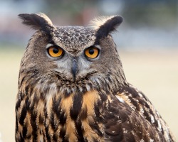 Great Horned Owl / Who are you / A close up of a Great Horned Owl 