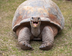 A giant Tortoise with mouth open / Tortoise / A giant Galapagos turtle 

