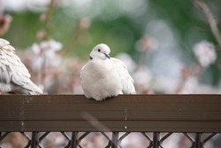 Two white pigeons (eurasian collared doves) perched on a door frame in front of  a blossom tree in Adelaide, South Australia