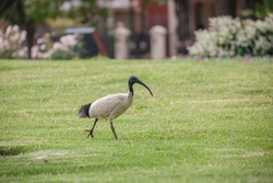 Australian ibis bird with a long beak and long legs found in a grass field