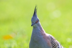 Crested pigeon in green grass on a sunny day in Adelaide, South Australia