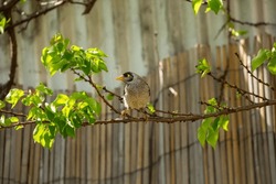 Australian noisy miner bird with a yellow beak, perched on a tree branch in the garden
