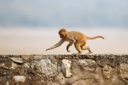 Macaque rhesus on the wall with beautiful blurry background. Cheeky monkey in the city area. Wildlife scene with danger animal. Hot weather in India. Macaca mulatta.