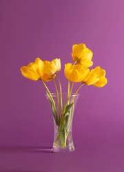 fresh yellow tulips whith green leaves in the vase on purple background. aesthetic art. minimal spring background. abstract art.