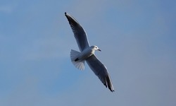 A low angle shot of a black-headed gull in flight against a blue sky background.