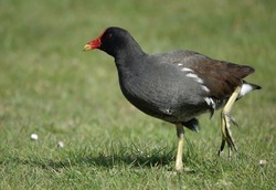 A moorhen walking across a grass area with its tongue protruding from its beak.