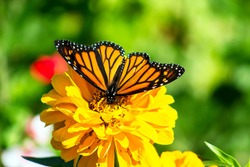 This is a Monarch Butterfly sitting on a yellow zinnia with a green background.