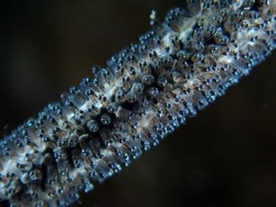 Closeup and macro shot of whip goby's fish eggs on whip coral from anilao philippines.