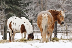 2 horses grazing in a field covered in snow and hoar frost