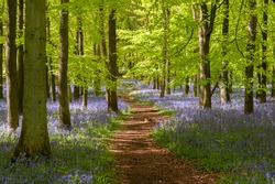 Bluebell woods at Ashridge Estate in the Chilterns, England, UK