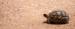 Turtle walking over the road, on safari in Kenya