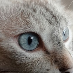 huge blue eyes of a white kitten