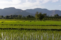 Beautiful landscape view of rice field in Swat valley, Pakistan