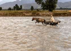 Horse cart riding through flooding river water. selective focus.