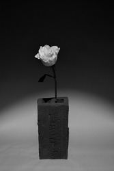 Single rose blackandwhite in a jar. 
The rose's support is a clay brick. 