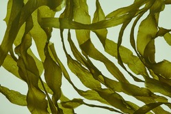 fresh seaweed stalks like those in the sea