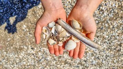 Two hands of a child full of different sea shells collected at the beach. Clean natural beach, sand background, close up.