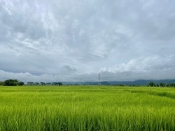 Rice field in Thailand background.