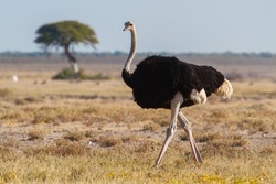 Solo ostrich walking in african savannah