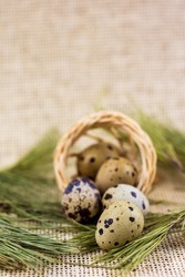 Close up of fresh farm Quail eggs in a fallen straw basket on pine needles and burlap background.
