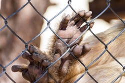 Close up macaque monkey hands behind a wire fence in the zoo. Animals in captivity concept.