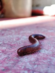 millipedes (class Diplopoda, previously also called Chilognatha) are arthropods that have two pairs of legs per segment 