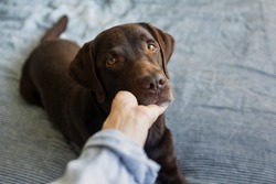 cute chocolate labrador retriever dog years on the bed, pet like a human lying on the bed and resting, dog under the blanket, female hand holding dog's face, beautiful photo about human and dog