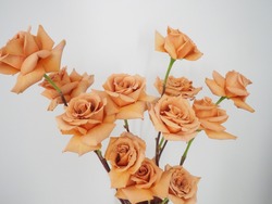 Toffee colored roses. Modern Valentine's day flowers.
