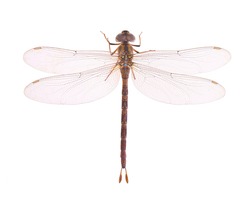 Dragonfly, Thai dragonfly, Chlorogomphus, Cordulegaster isolated on white background. Top view