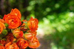 Orange roses on fresh green leaf background and bokeh blure with shallow depth of field. Soft focus.
