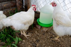 rooster and hen at the drinking bowl with water