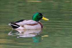 Male mallard duck, portrait of a duck with reflection in clean lake water in Germany.