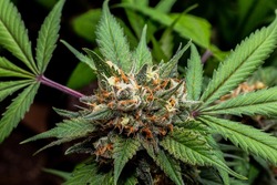 Premium Indoor cannabis grown under LED light