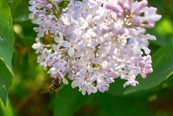 Beautiful purple lilac inflorescences with green foliage. Spring flowering of trees. Close-up, selective focus, macro.
