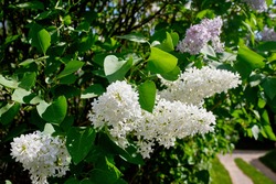 Beautiful white and purple lilac inflorescences with green foliage. Spring flowering of trees. Close-up, selective focus, macro.