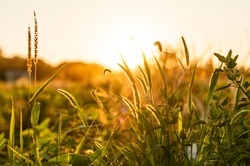 Grass in Sunset