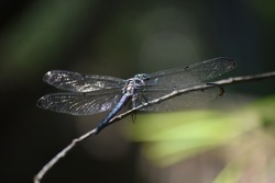 Blue Dasher Dragonfly Resting on Branch in Swamp