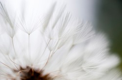 Beautiful detail shot of a dandelion