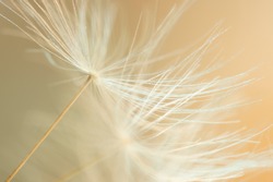 extreme close-up of dandelion seeds