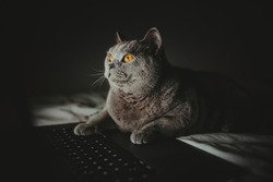 British cat works behind a laptop in bed long into the night, Wallpaper, Night-night, working home, cat life, British Shorthair cat